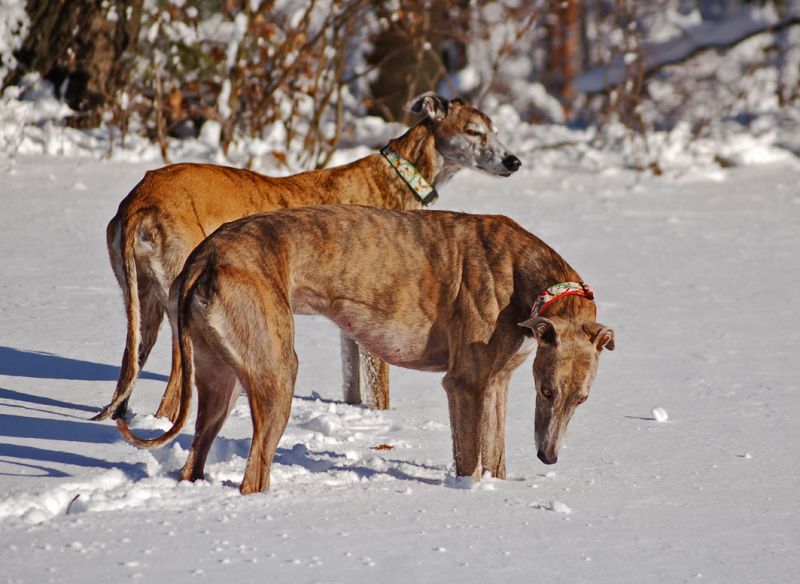 files/_uploads/2012_17_44_Schneevongestern/AnnieWallyStand.jpg