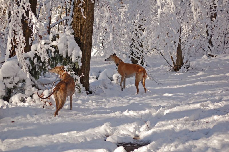 files/_uploads/2012_17_44_Schneevongestern/Wald1.jpg