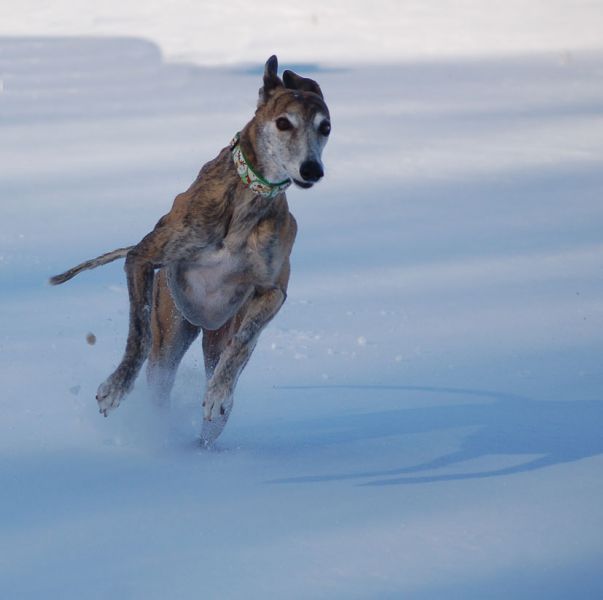 files/_uploads/2012_17_44_Schneevongestern/Wally1.jpg