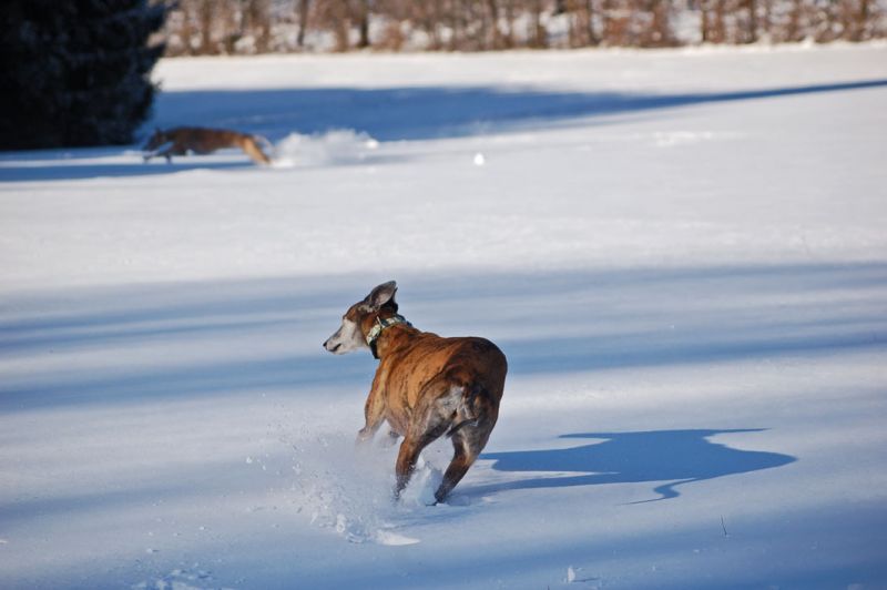 files/_uploads/2012_17_44_Schneevongestern/WallyAnnie1.jpg