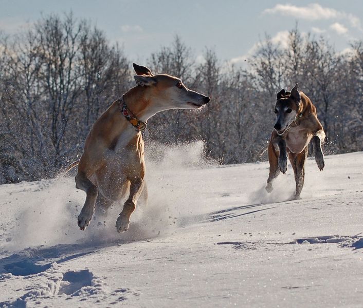 files/_uploads/2012_17_44_Schneevongestern/WallyChoice4.jpg