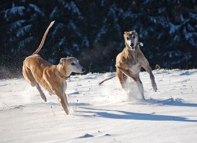 files/_uploads/2012_17_44_Schneevongestern/WallyChoice5.jpg