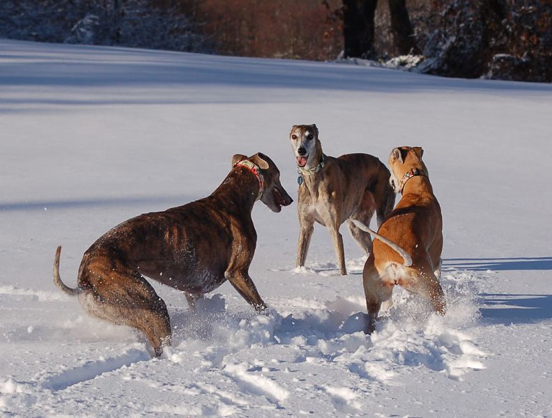 files/_uploads/2012_17_44_Schneevongestern/alle3_5.jpg