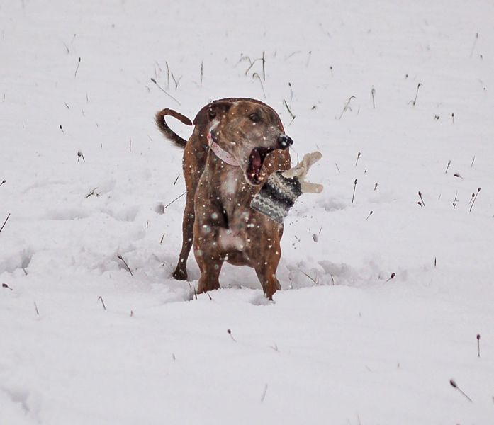 files/_uploads/2012_17_45_ersterSchnee/AnnieHandschuh.jpg