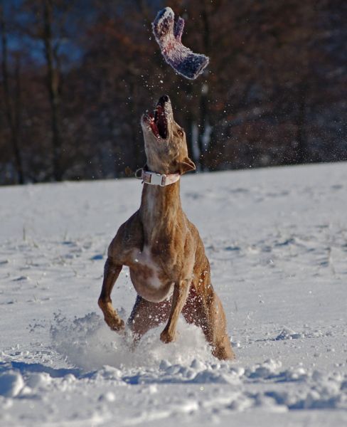 files/_uploads/2012_17_45_ersterSchnee/AnnieHandschuh4.jpg