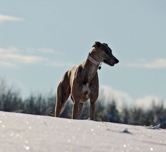 files/_uploads/2012_17_45_ersterSchnee/AnnieStand1.jpg