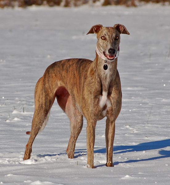 files/_uploads/2012_17_45_ersterSchnee/AnnieStandvovo.jpg