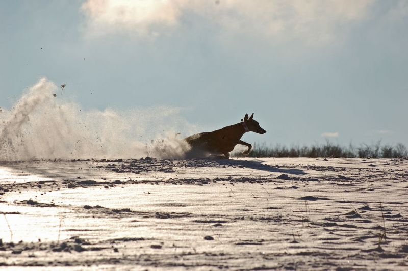 files/_uploads/2012_17_45_ersterSchnee/Anniefetzt1b.jpg