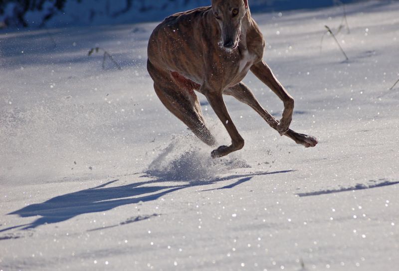 files/_uploads/2012_17_45_ersterSchnee/Anniefetzt2.jpg
