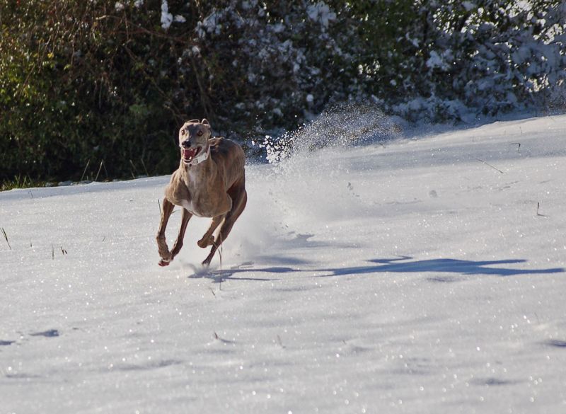 files/_uploads/2012_17_45_ersterSchnee/Anniefetzt4.jpg