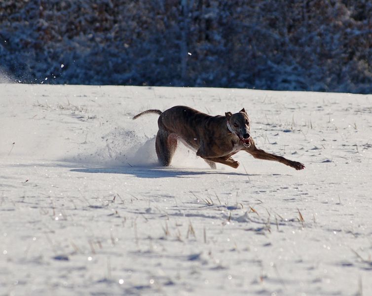 files/_uploads/2012_17_45_ersterSchnee/Anniefetzt8.jpg