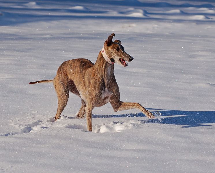 files/_uploads/2012_17_45_ersterSchnee/Annielustig1.jpg