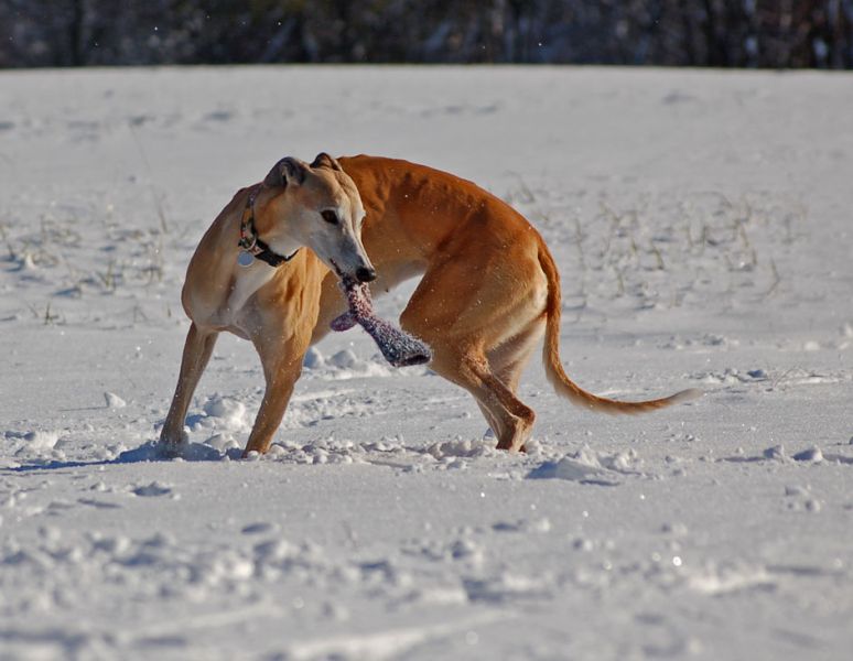 files/_uploads/2012_17_45_ersterSchnee/ChoiHandschuh1.jpg