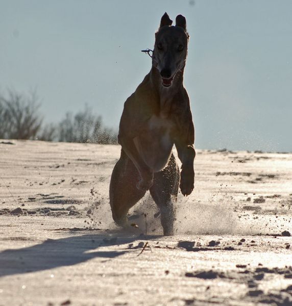 files/_uploads/2012_17_45_ersterSchnee/Schneeosaurier1.jpg