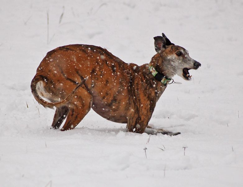 files/_uploads/2012_17_45_ersterSchnee/Wally5.jpg