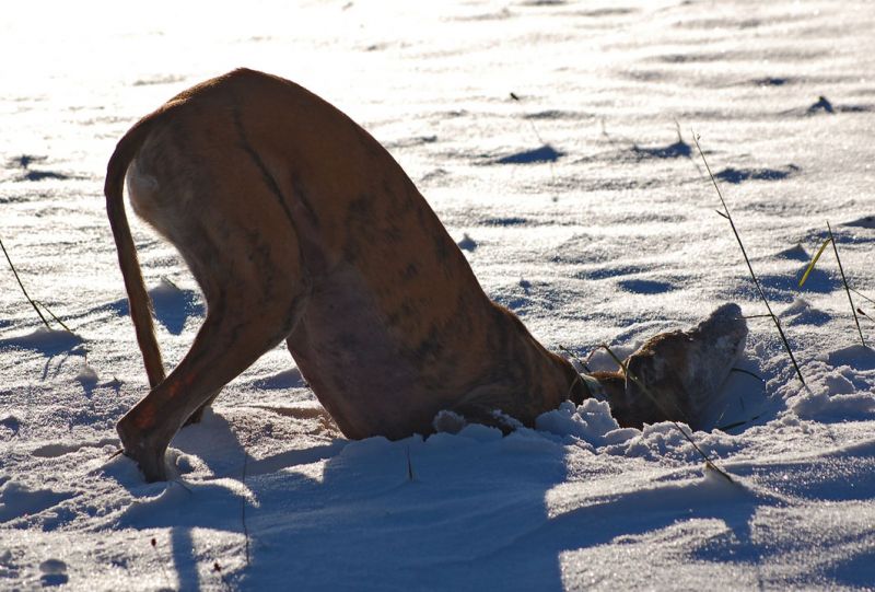 files/_uploads/2012_17_45_ersterSchnee/Wallywutzelt.jpg
