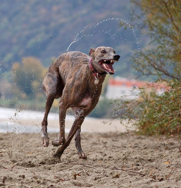 files/_uploads/2012_17_46_anderDonau/AnnieRun7.jpg