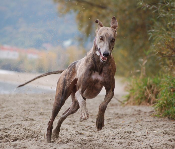 files/_uploads/2012_17_46_anderDonau/AnnieRunpurhapiness2.jpg