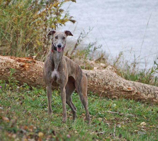 files/_uploads/2012_17_46_anderDonau/AnnieStand2.jpg