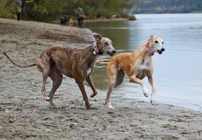 files/_uploads/2012_17_46_anderDonau/ChoiAnnieRun2.jpg