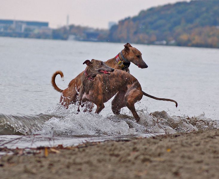 files/_uploads/2012_17_46_anderDonau/TouchieAnnie2.jpg