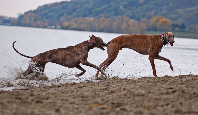 files/_uploads/2012_17_46_anderDonau/TouchieAnnie3.jpg