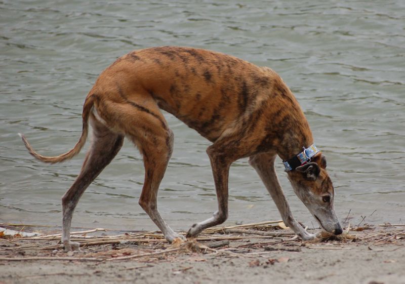 files/_uploads/2012_17_46_anderDonau/Wally1.jpg