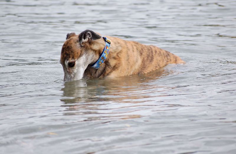 files/_uploads/2012_17_46_anderDonau/WallyWasser2.jpg