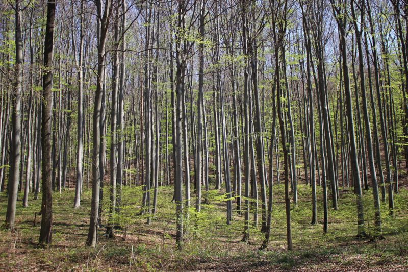 files/_uploads/2012_17_Rennbahntraining/Wald.jpg