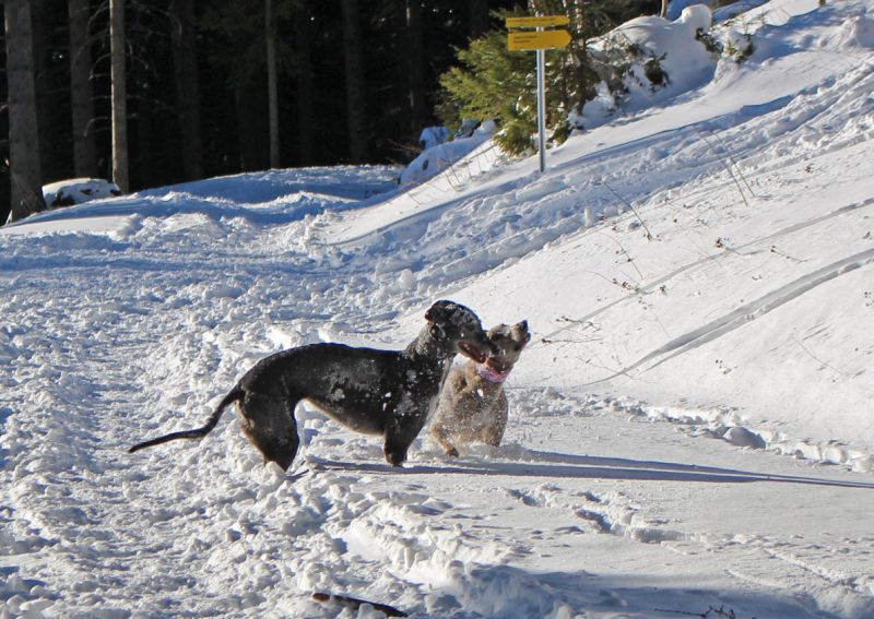 files/_uploads/2012_17_SilvesterWaxriegelhaus/JulielegtAnnieflach3vollSchnee.jpg