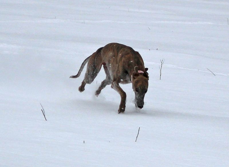 files/_uploads/2012_17_endlichWinter/Annie2.jpg