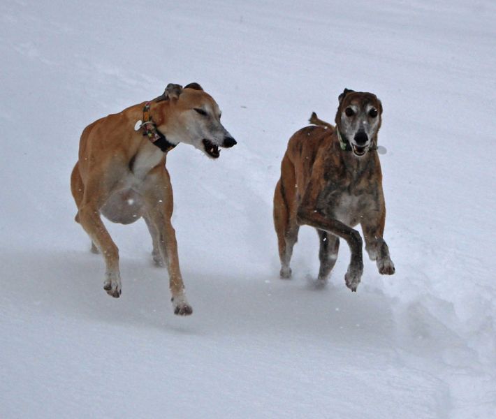 files/_uploads/2012_17_endlichWinter/WallyChoice4.jpg