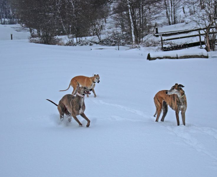 files/_uploads/2012_17_endlichWinter/zudritt_4Spass.jpg