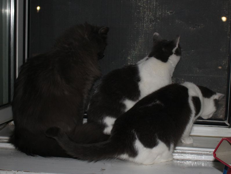 files/_uploads/2013_16_KatzenPferdeFruehjahr/3amFenster1.jpg