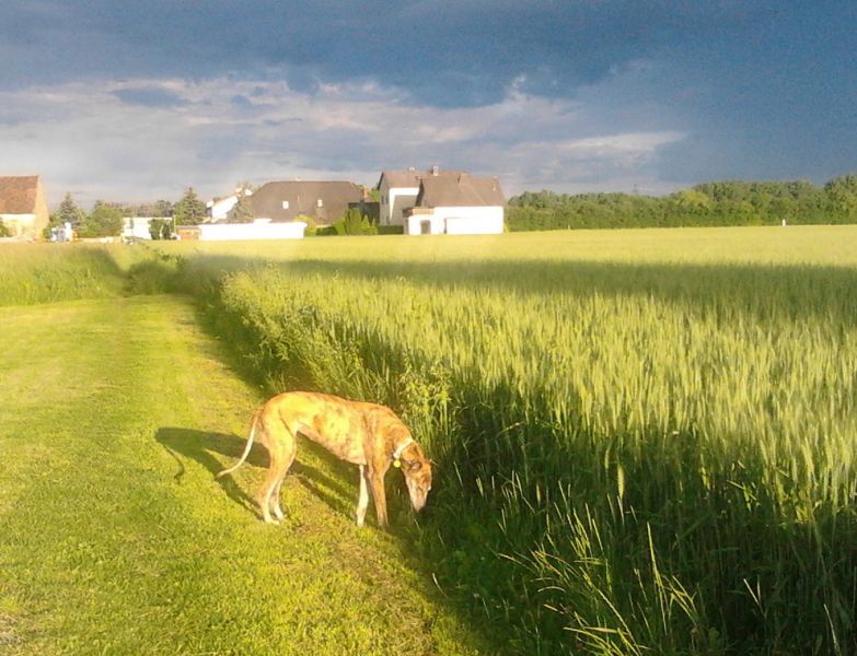 files/_uploads/2013_16_Lebenszeichen/GudfStimmung2.jpg