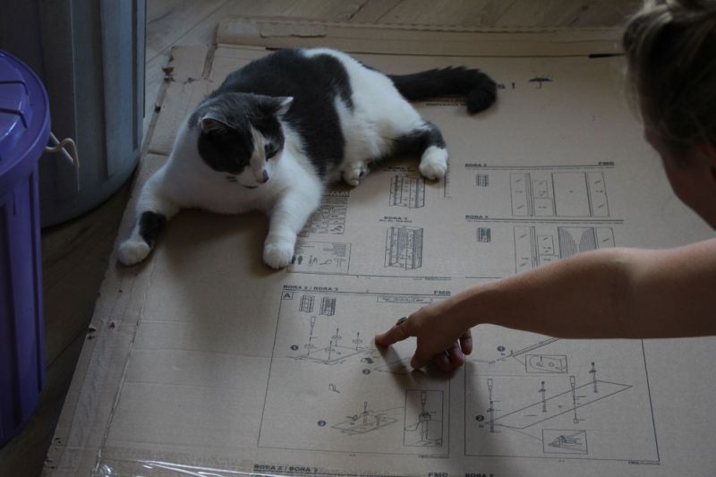 files/_uploads/2013_16_Lebenszeichen/Katzen2.jpg