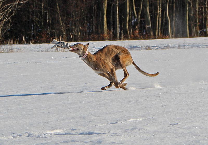 files/_uploads/2013_16_Schneevongestern Teil2/AnnieH4.jpg