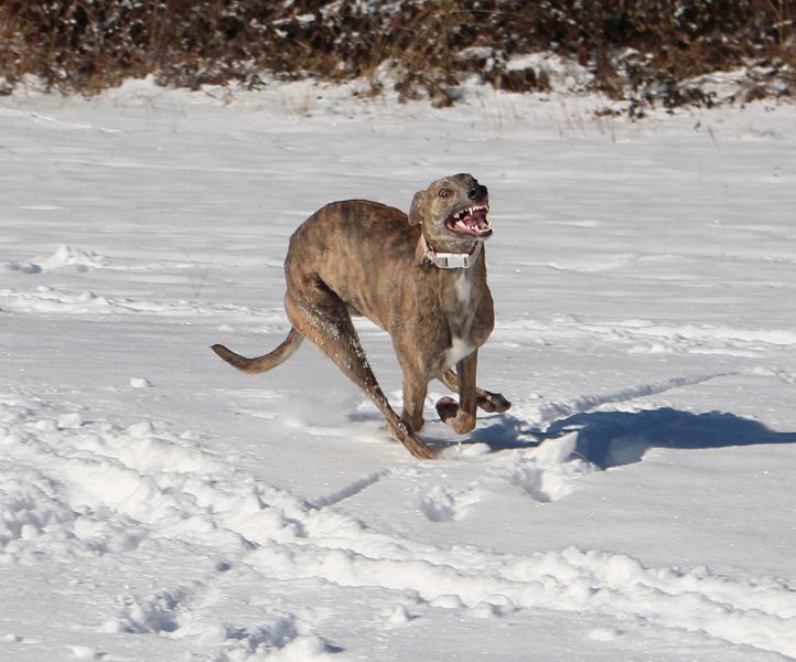 files/_uploads/2013_16_Schneevongestern Teil3/Annie2.jpg