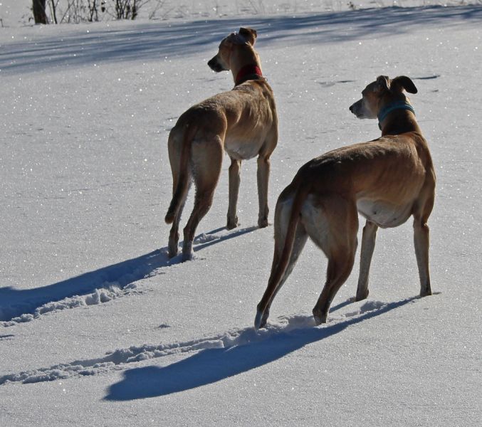 files/_uploads/2013_16_Schneevongestern Teil3/ChoiZaub1.jpg