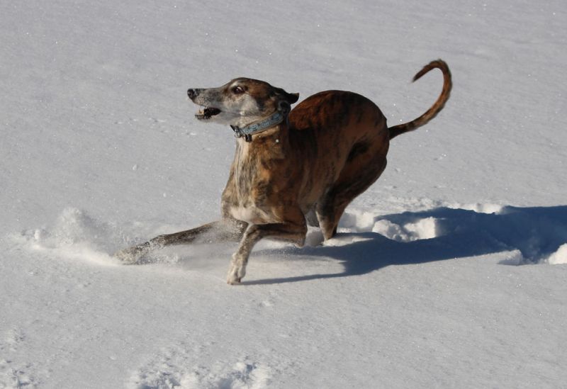 files/_uploads/2013_16_Schneevongestern Teil3/Wally3.jpg