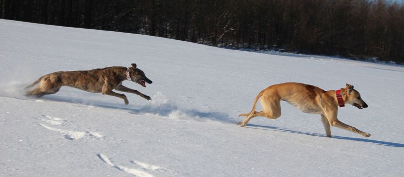 files/_uploads/2013_16_Schneevongestern Teil3/ZaubAnnie5.jpg