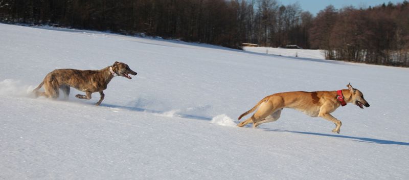 files/_uploads/2013_16_Schneevongestern Teil3/ZaubAnnie6.jpg