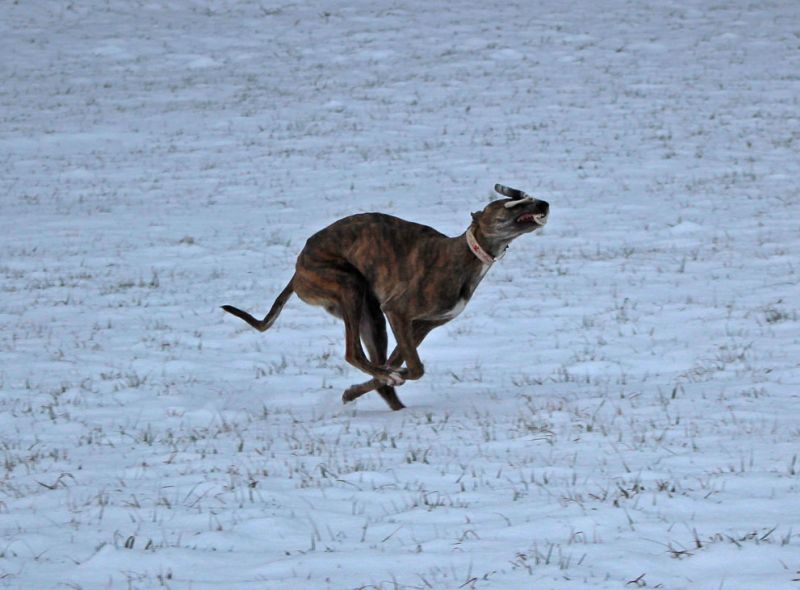 files/_uploads/2013_16_Schneevongestern/Annie2a.jpg