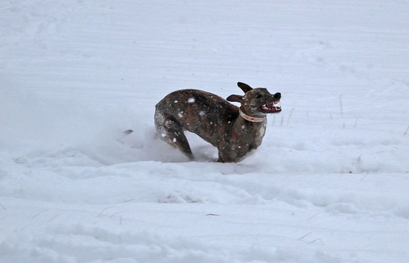 files/_uploads/2013_16_Schneevongestern/Annie4.jpg