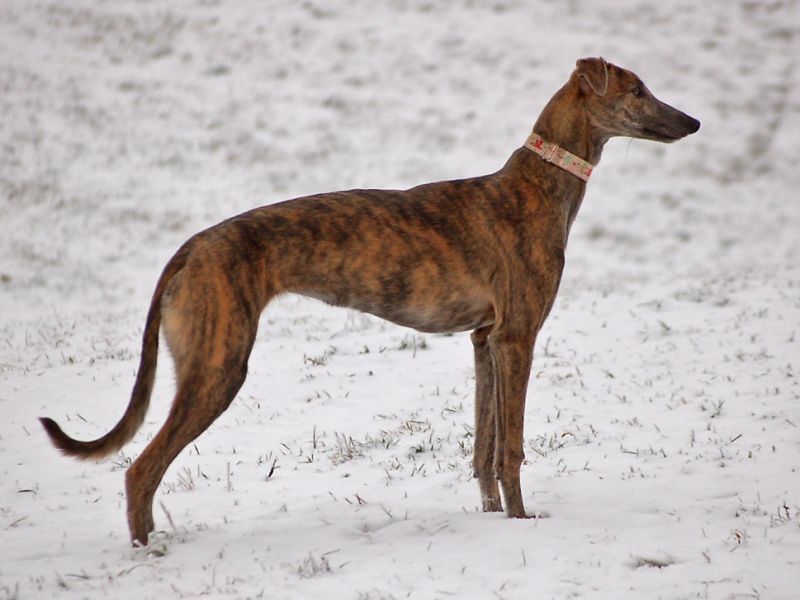 files/_uploads/2013_16_Schneevongestern/AnnieStandgenial.jpg