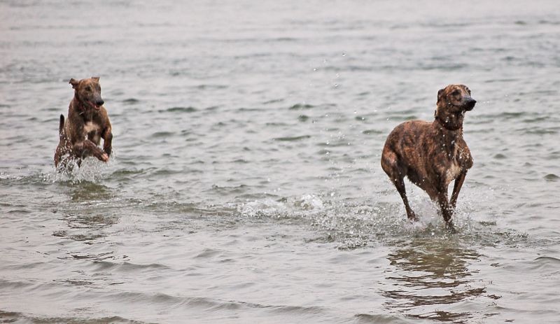 files/_uploads/2013_16_Strandfeeling/AnnieAllie8.jpg