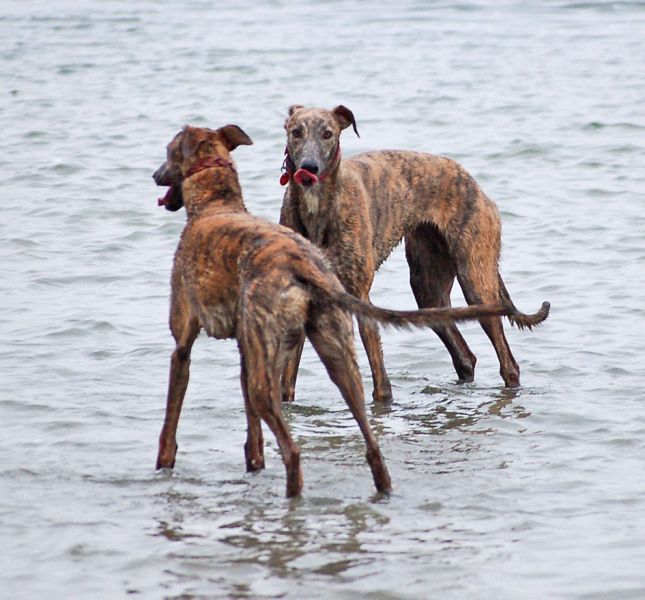 files/_uploads/2013_16_Strandfeeling/AnnieAllie9.jpg