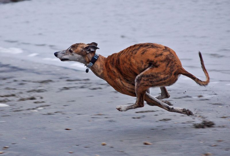 files/_uploads/2013_16_Strandfeeling/Wally1.jpg