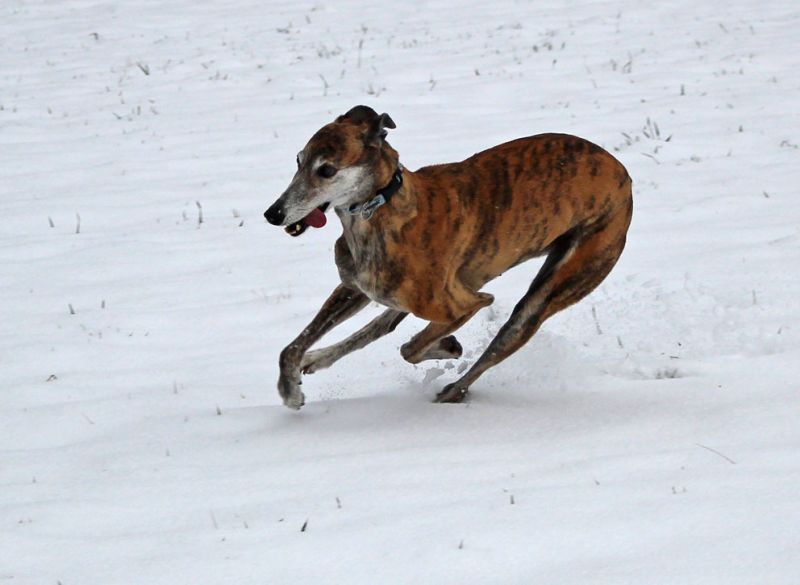 files/_uploads/2013_16_bestmates/Wally1.jpg