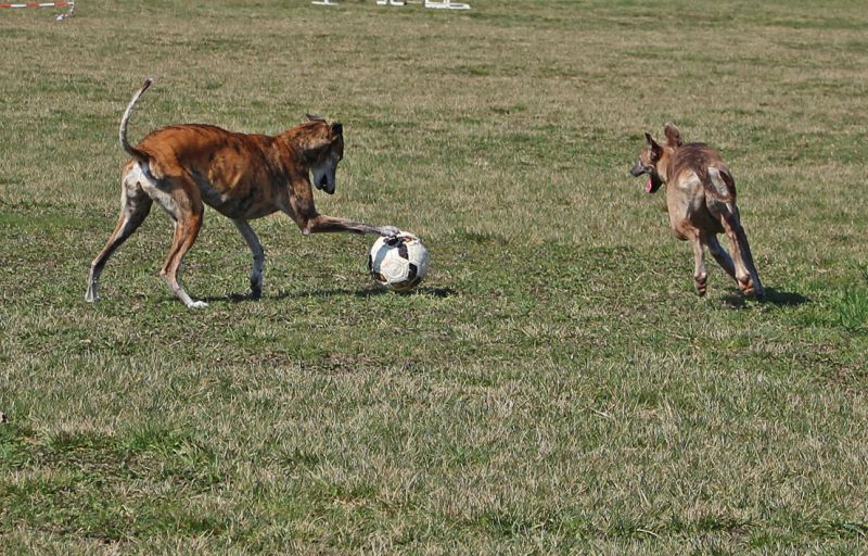 files/_uploads/2013_16_wiedermitFreunden/WallyFussball1.jpg